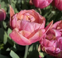 Tulipan Pink Cameo 8 løg